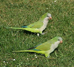 256px-Monk_parakeets_in_a_Brussels_park.jpg