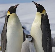 373px-Aptenodytes_forsteri_-Snow_Hill_Island,_Antarctica_-adults_and_juvenilnewtone-8.jpg