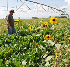 800_gmo_crops_ap_120613.jpg