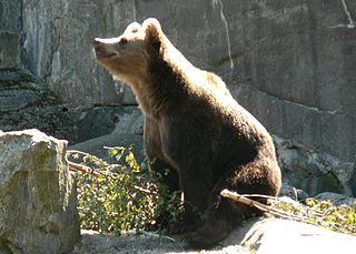 Bear_sniffing_the_air_in_wild.jpg