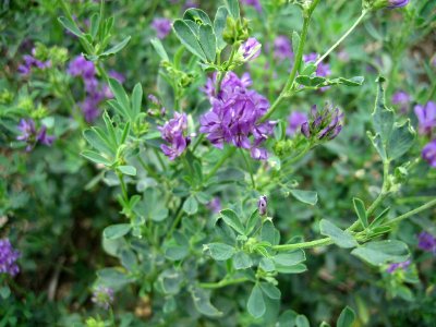 alfalfa-gmo.jpg