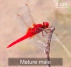 reddragonflies.jpg