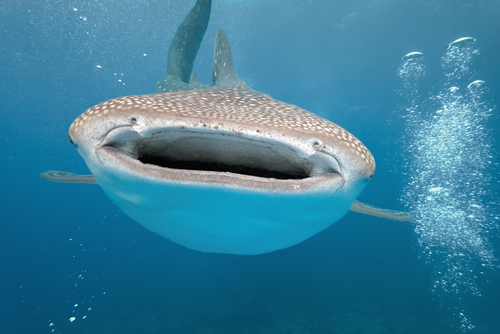 A Timeless 'Fish Tale' Laid to Rest: A Whale Shark Could Fit You in Its