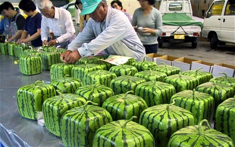 square-watermelon_1978388c.jpg
