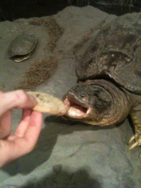 turtlecookie.jpg