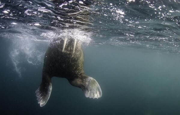 see walrus swim realclearscience what is a science project