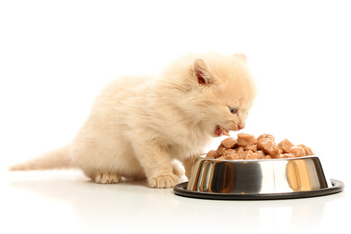 Kitten Fed Strict Vegan Diet by Owners, Nearly Dies | RealClearScience