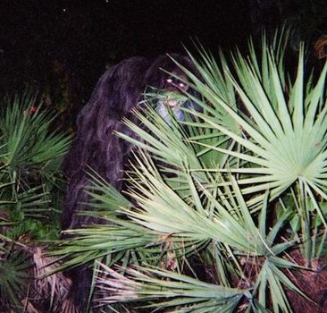 Skunk Ape | RealClearScience
